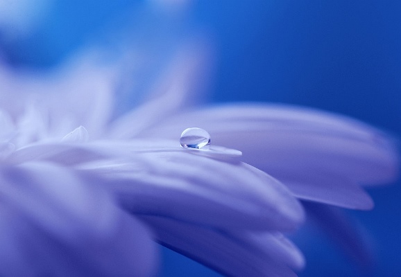 CC 815 fleur et eau.jpg
